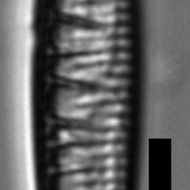 Denticula kuetzingii LM4