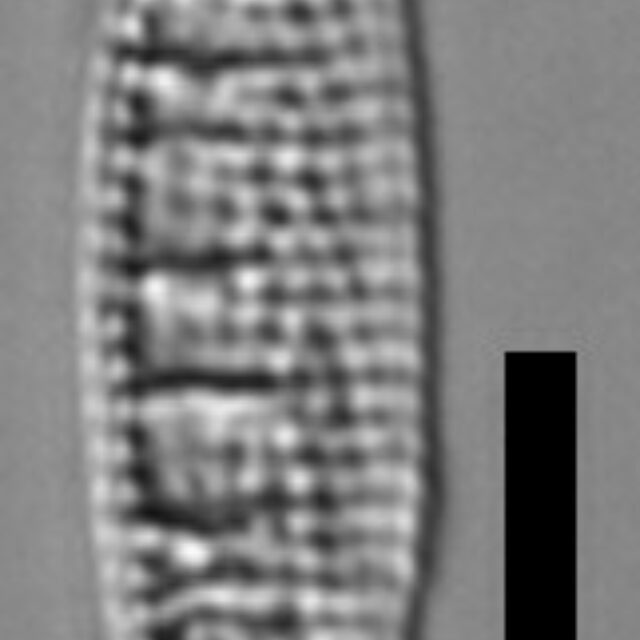 Denticula kuetzingii LM3