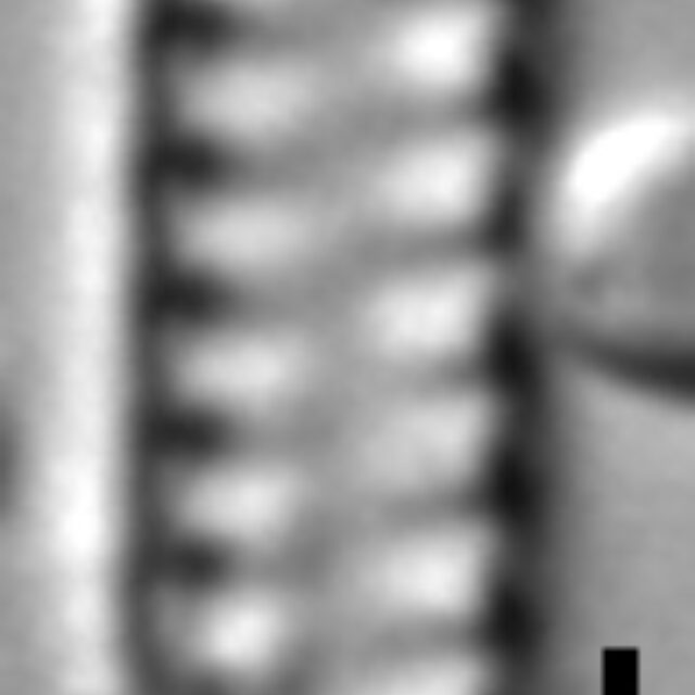 Staurosirella berolinensis LM3