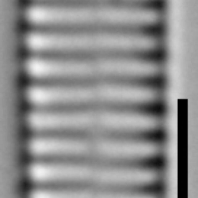 Stauroforma exiguiformis LM4