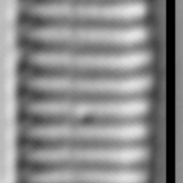 Stauroforma exiguiformis LM3