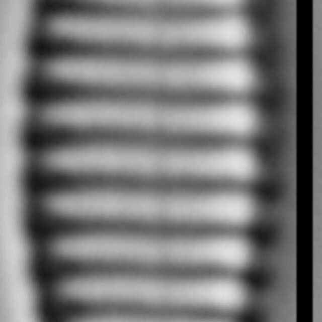 Stauroforma exiguiformis LM2