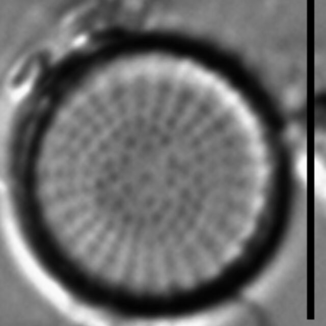 Stephanodiscus minutulus LM3