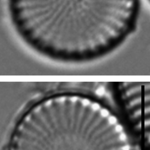 Stephanodiscus minutulus LM2