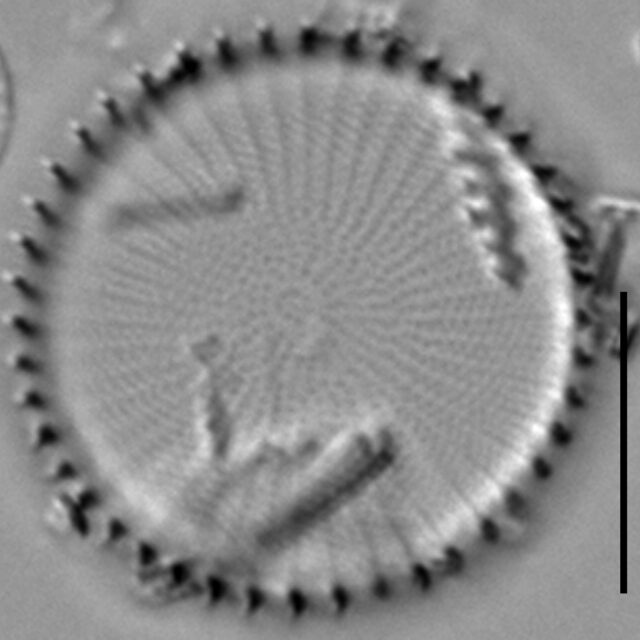 Stephanodiscus hantzschii f tenuis LM7