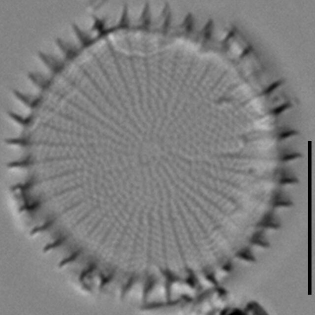 Stephanodiscus hantzschii f tenuis LM6