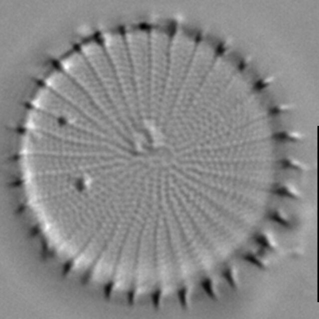 Stephanodiscus hantzschii f tenuis LM5