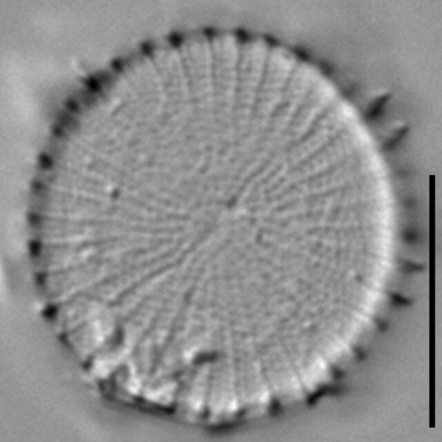 Stephanodiscus hantzschii f tenuis LM4