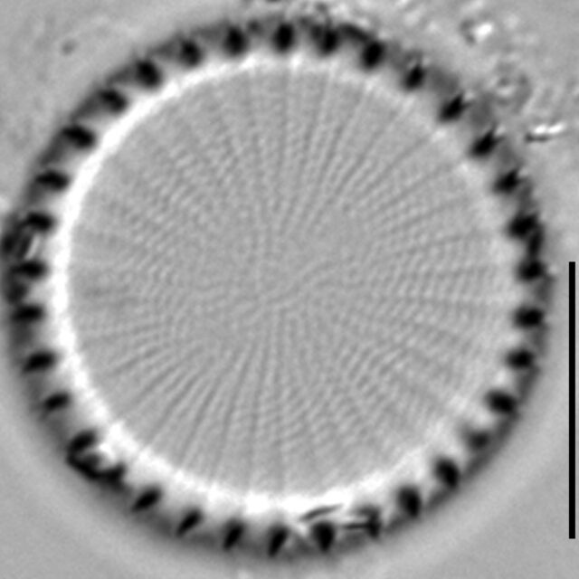 Stephanodiscus hantzschii f tenuis LM3