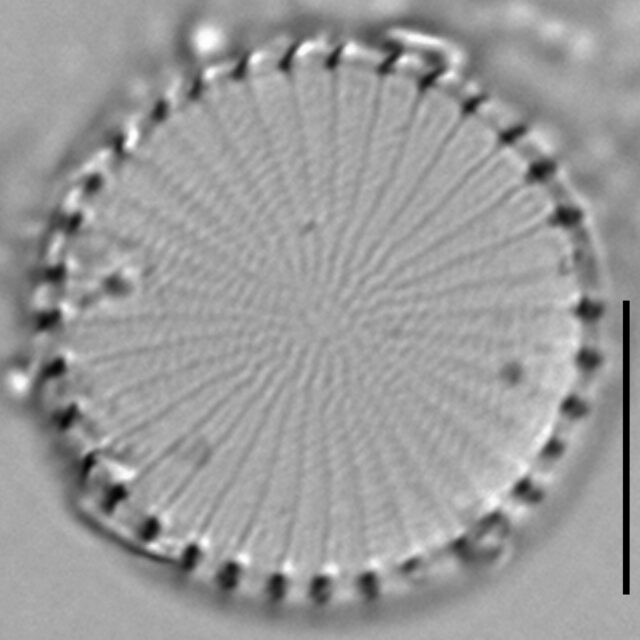 Stephanodiscus hantzschii f tenuis LM2