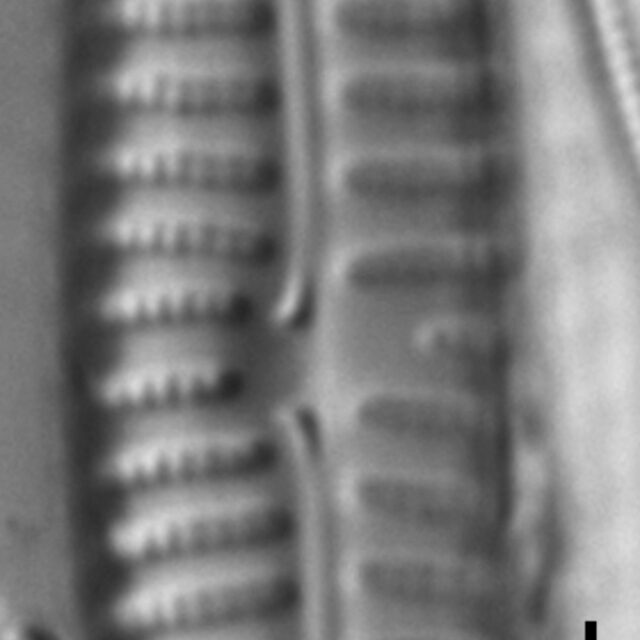 Encyonema appalachianum LM4