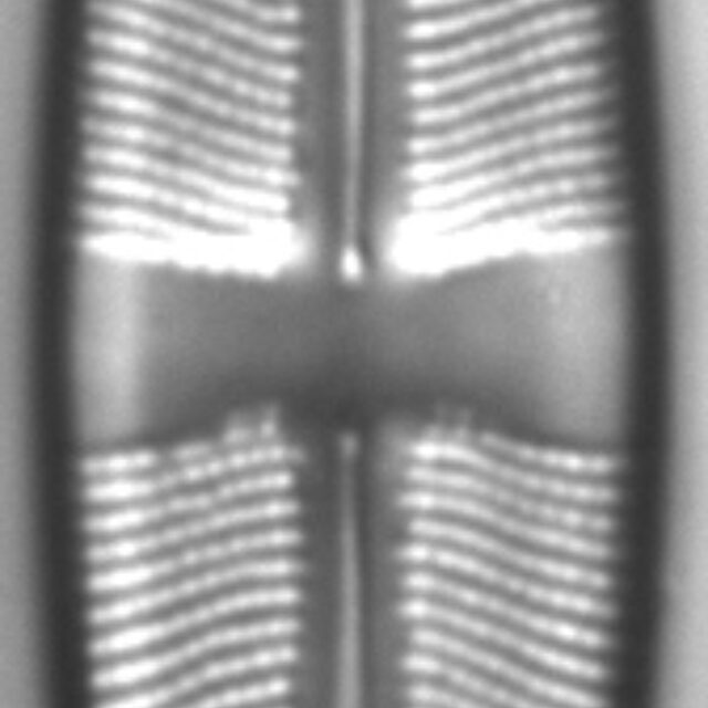 Stauroneis acidoclinata LM4