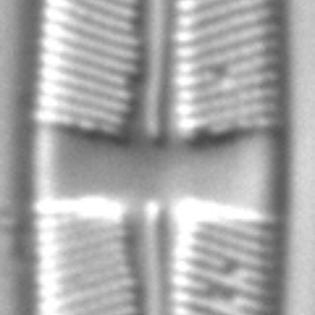 Stauroneis acidoclinata LM1