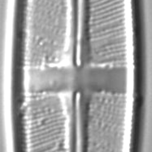 Stauroneis acidoclinatopsis LM5