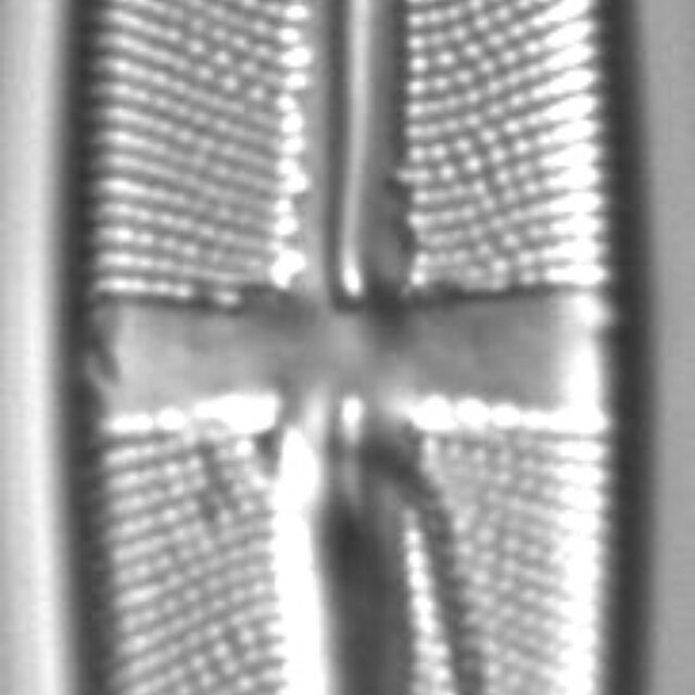 Stauroneis acidoclinatopsis LM4