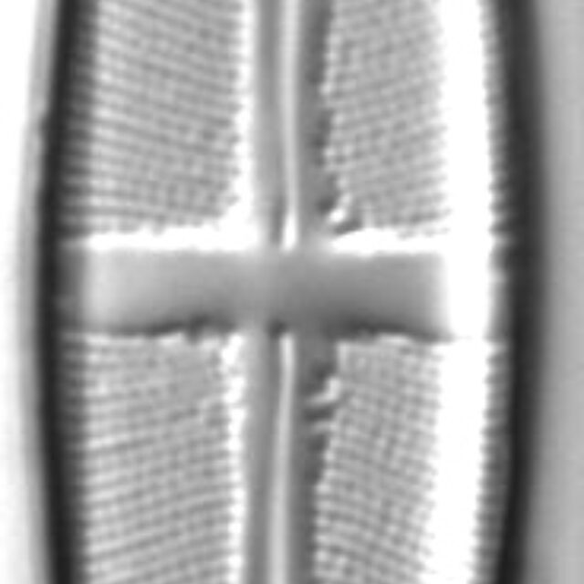 Stauroneis acidoclinatopsis LM2