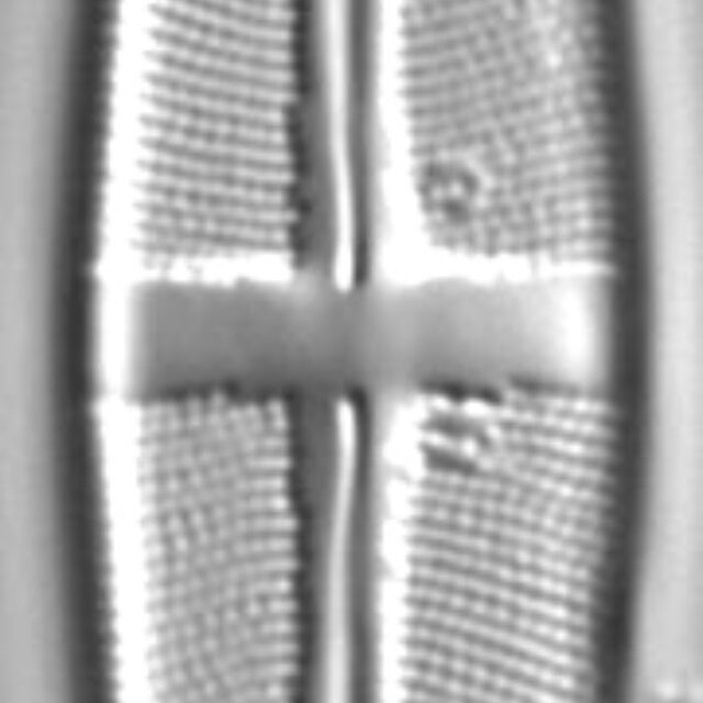 Stauroneis acidoclinatopsis LM1