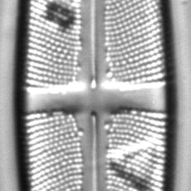 Stauroneis anceps LM6