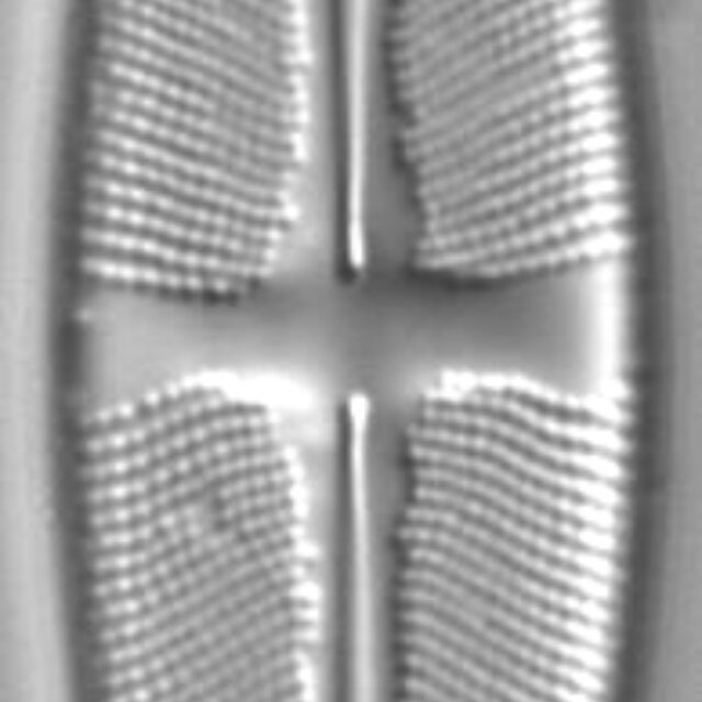 Stauroneis ancepsfallax LM3