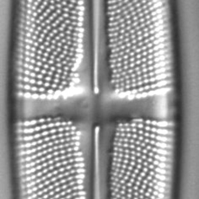 Stauroneis angustilancea LM2