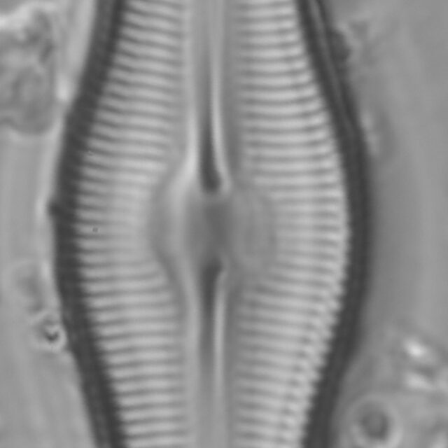 Caloneis Schumannaiana_SK2-2