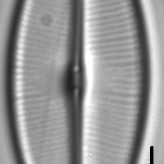 Sellaphora bacilloides LM5