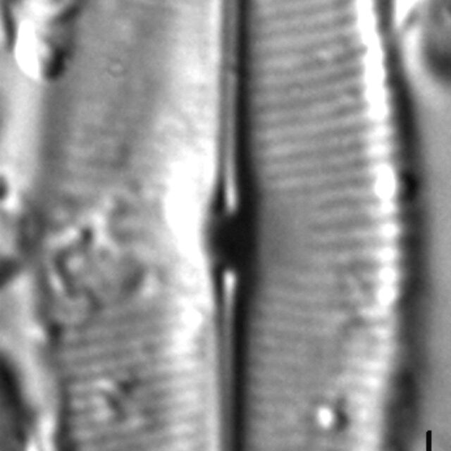 Sellaphora bacilloides LM4