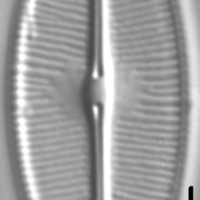 Sellaphora bacilloides LM3