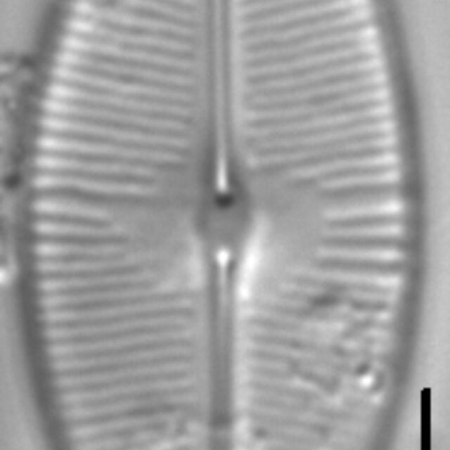 Sellaphora bacilloides LM2