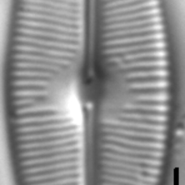 Sellaphora bacilloides LM1