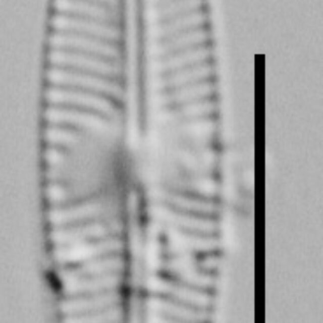 Sellaphora disjuncta LM2