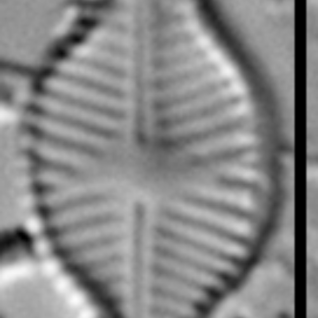 Sellaphora schadei LM6