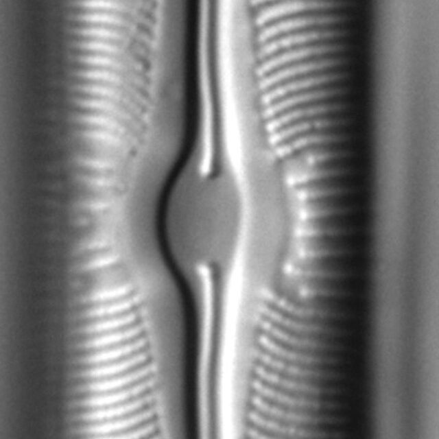 Sellaphora alastos LM4