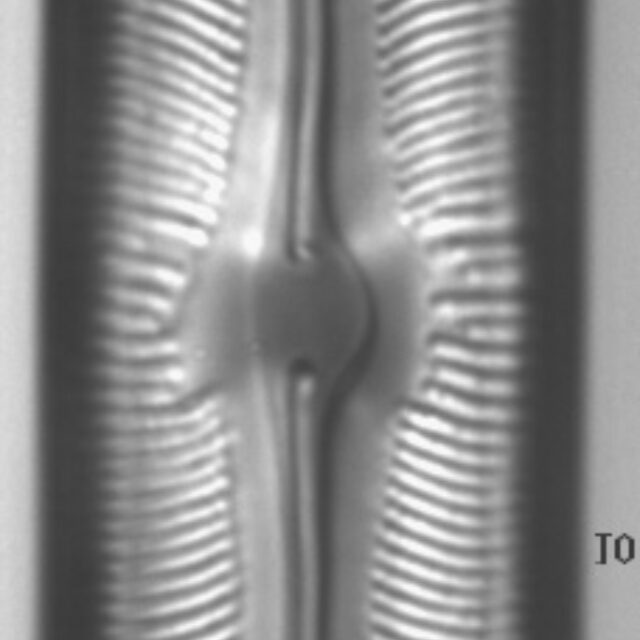 Sellaphora alastos LM5