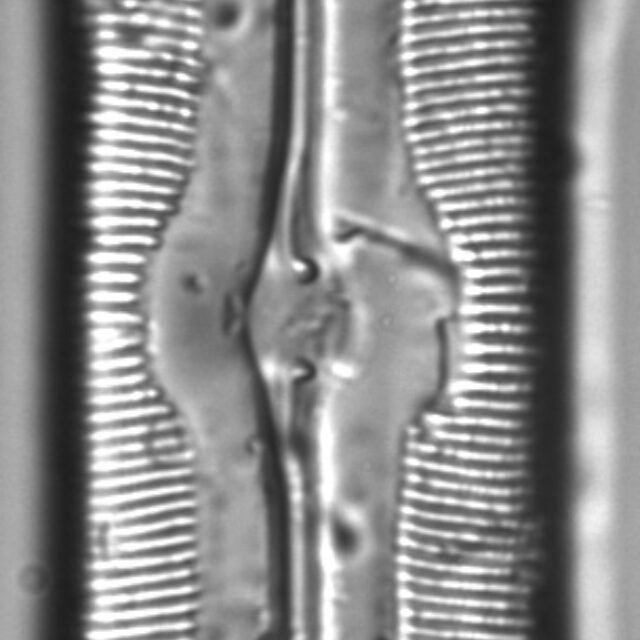 Sellaphora americana LM4