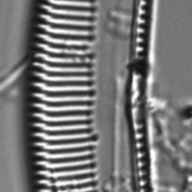 Seminavis eulensteinii LM2