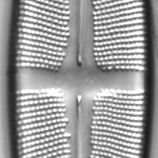 Stauroneis gracilis LM4