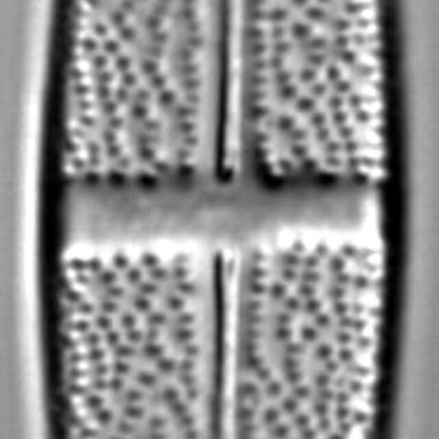 Stauroneis lauenburgiana LM3