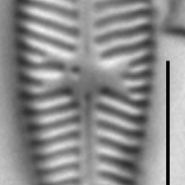 Gomphosinica geitleri LM5