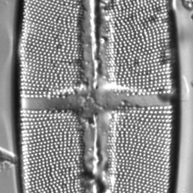 Stauroneis phoenicenteron LM3