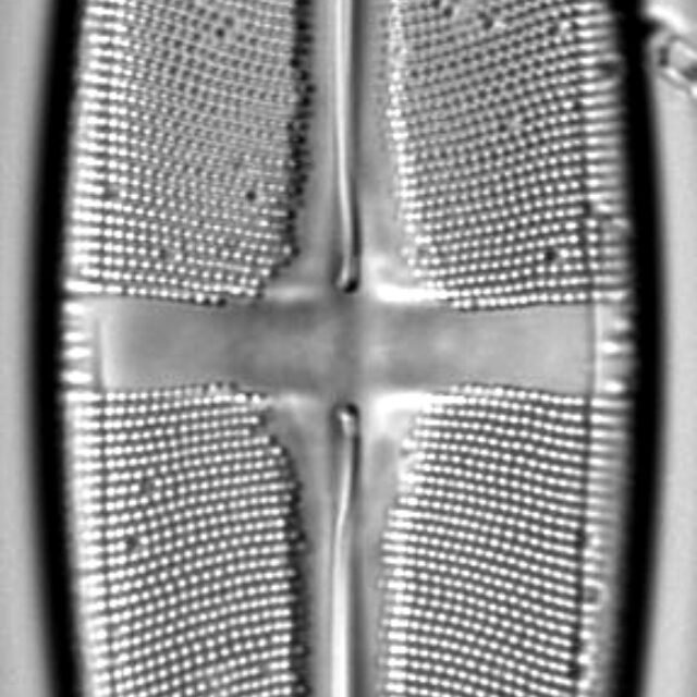 Stauroneis submarginalis LM3