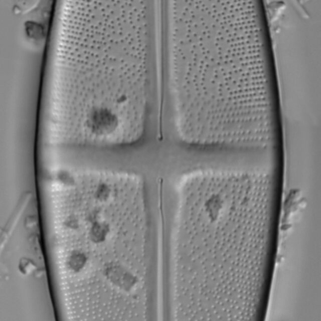 Stauroneis nobilis LM1