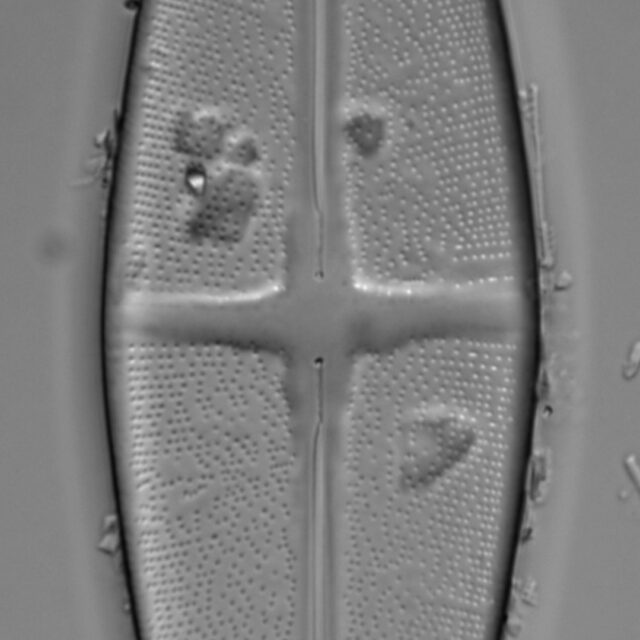 Stauroneis nobilis LM2