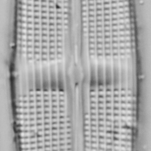 Stauroneis staurolineata LM7