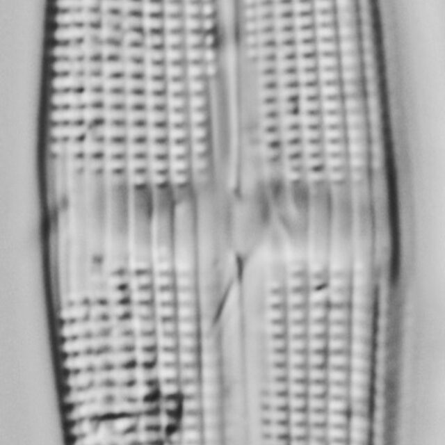 Stauroneis staurolineata LM6