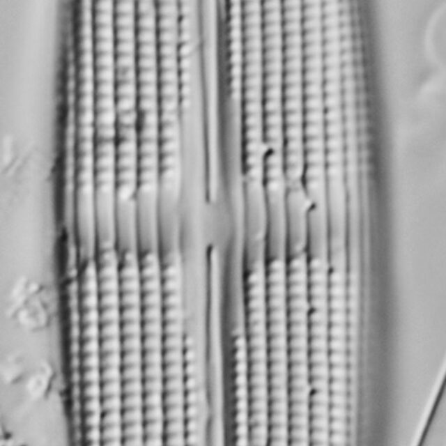 Stauroneis staurolineata LM4