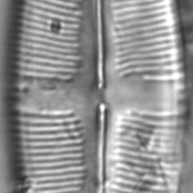 Staurophora amphioxys LM1