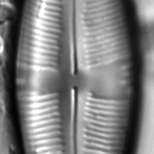 Staurophora amphioxys LM2