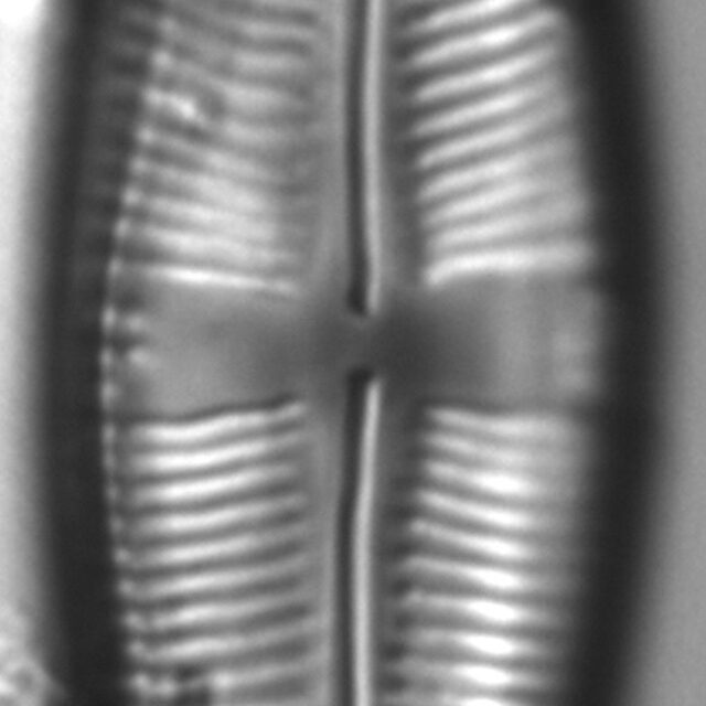 Staurophora amphioxys LM5