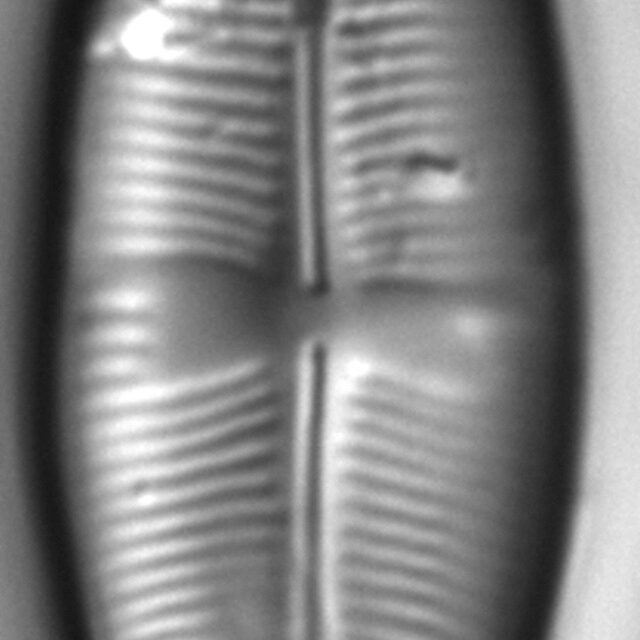 Staurophora amphioxys LM6